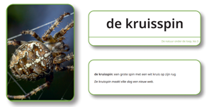 Taaltoer 2 - woordkaarten